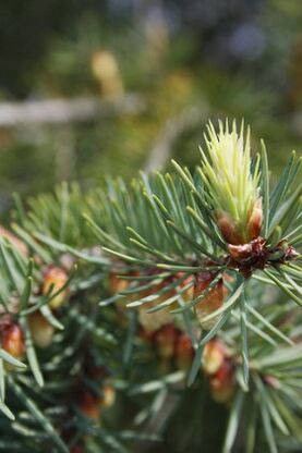 Pine buds for treatment of cervical osteochondrosis