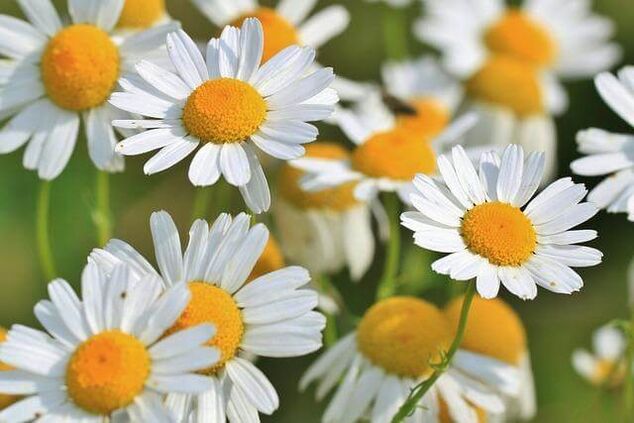 Chamomile Flower Infusion Treats Chest Osteochondrosis Symptoms