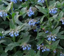 Lithospermum
