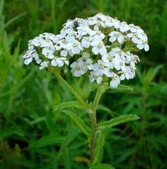 Yarrow Treats Arthritis